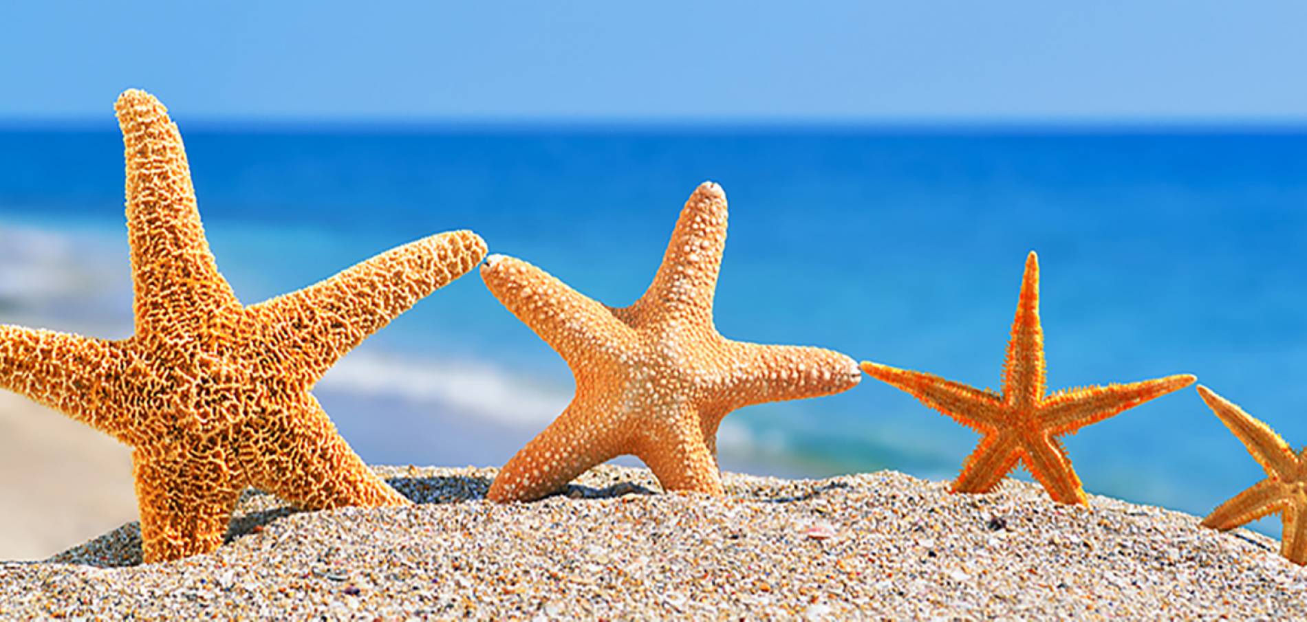 The Seaside Property Shoppe Indian Rocks Beach Rentals